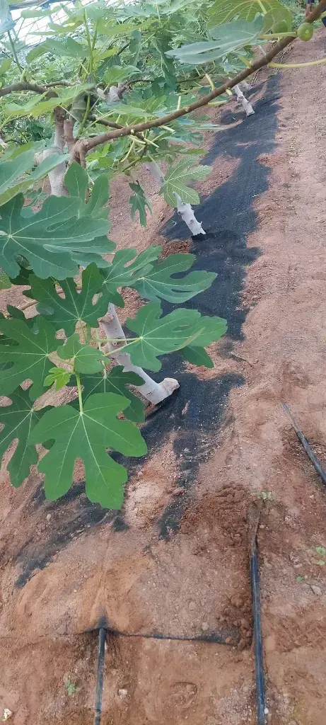 WhatsApp Image 2025-07-14 at 3.06.19 PM (1) 7.webp