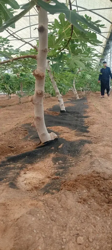 WhatsApp Image 2025-07-14 at 3.06.19 PM 6.webp