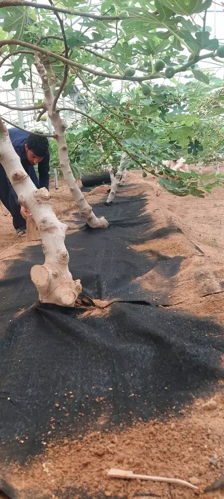 WhatsApp Image 2025-07-14 at 3.06.18 PM (2) 4.webp