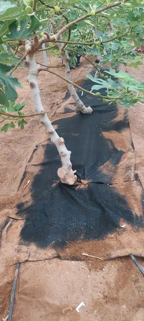 WhatsApp Image 2025-07-14 at 3.06.20 PM 3.webp